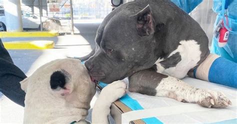 Loyal dogs comfort each other after tattoo artist owner dies trying。